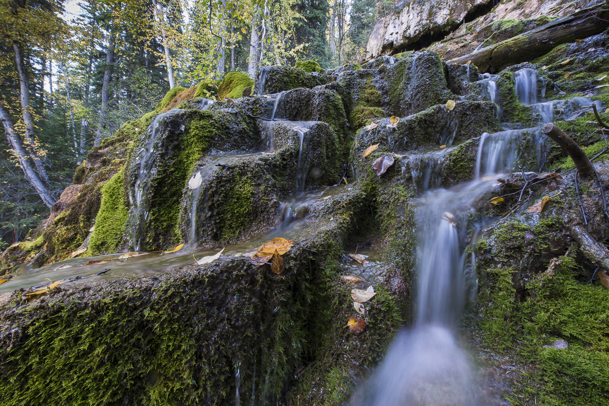 Water flows over a mossy, hillside wetland called a tufa seep