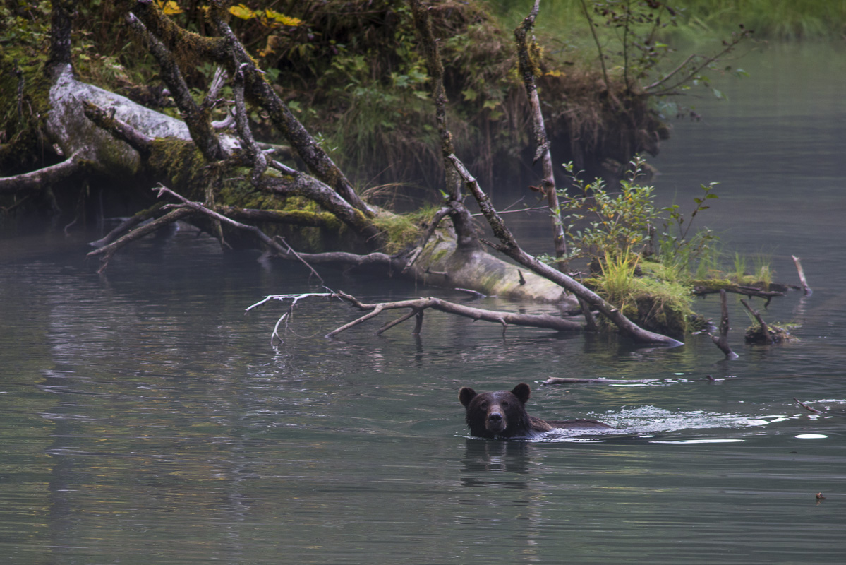Grizzly at Fish Creek, Hyder, Alaska.