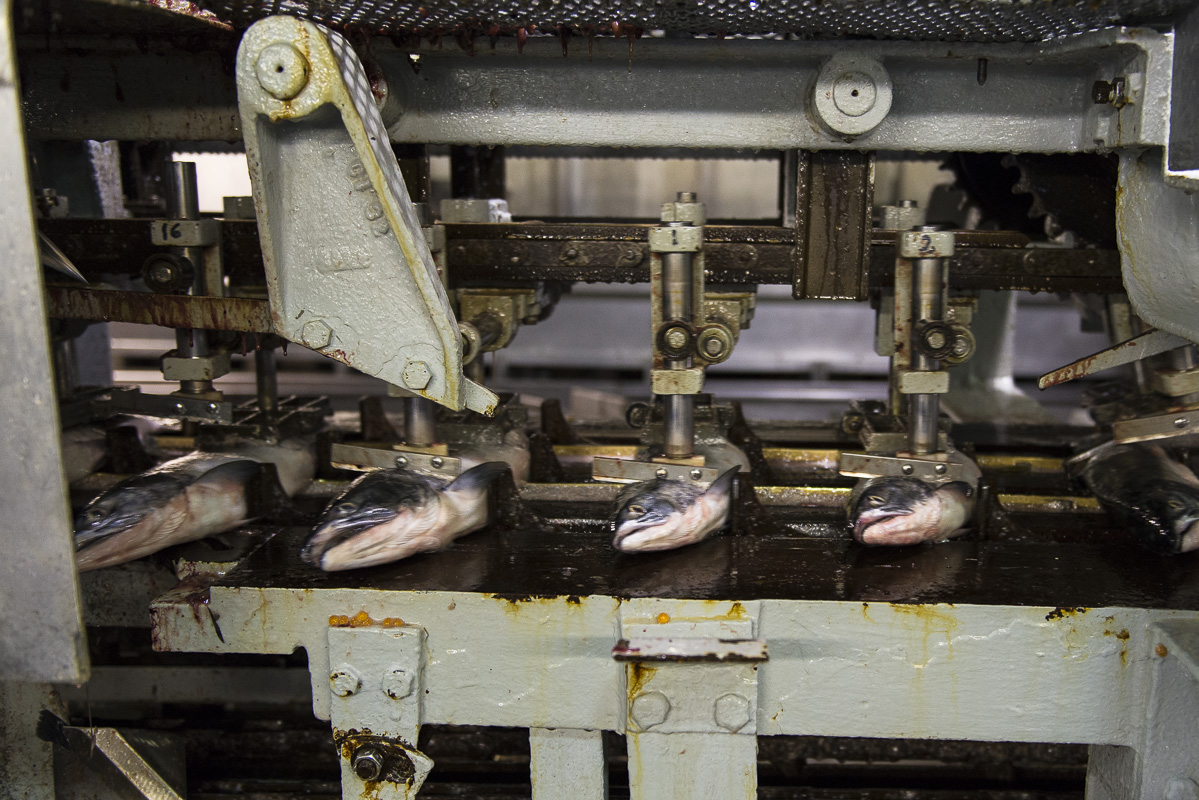 Processing and canning Salmon. Alaska General Seafoods. 