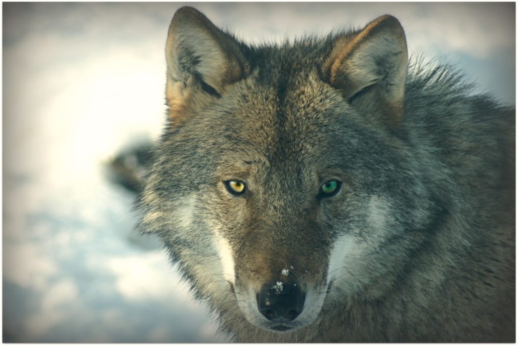 B.C. to Continue Wolf Cull, Despite Warnings It Won’t Save Caribou ...