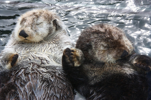 The Secret Lives of Sea Otters: Top Predators Not So Cute and Cuddly ...