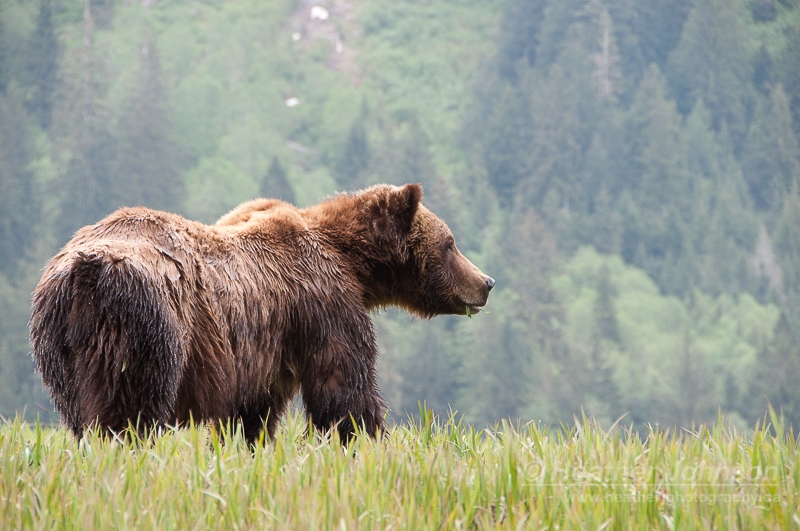 BC-grizzly-bear.jpg