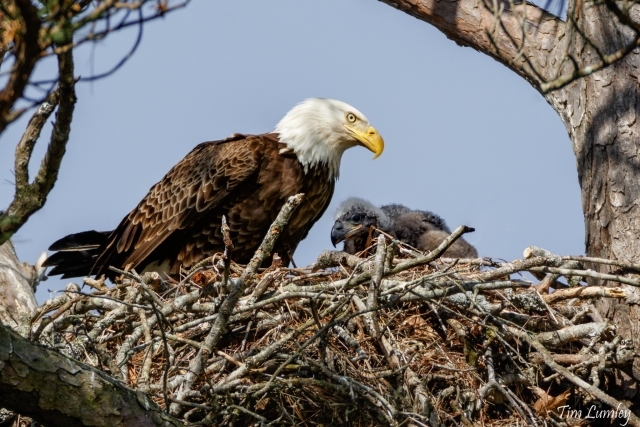 Bald-Eagle-Nest-Tim-Lumley.jpg