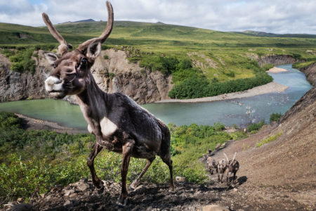 Porcupine Caribou Herd river crossing