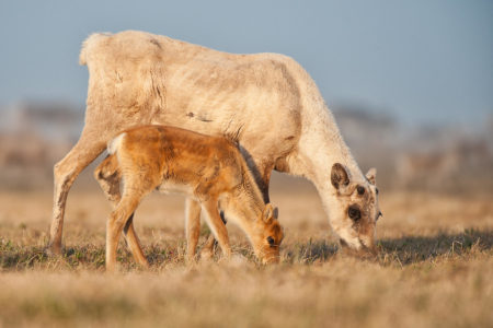 Porcupine caribou; Yukon, Arctic National Wildlife Refuge
