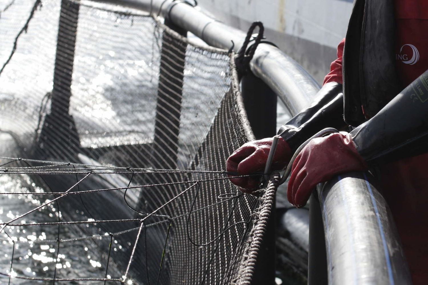 close up photo shows gloved hands holding the net of a salmon farm