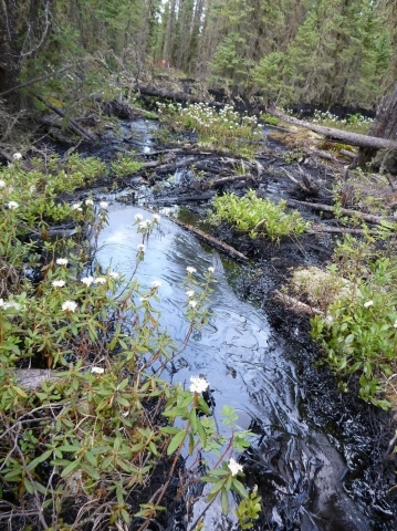 cold-lake-tar-sands-bitumen-spill-1.jpg