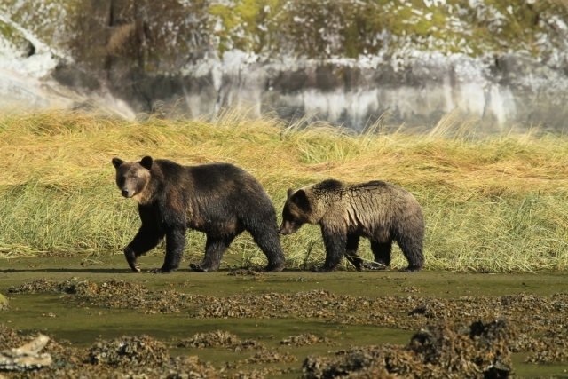 mama-grizz-cub-beachwalk-fullsize.jpg