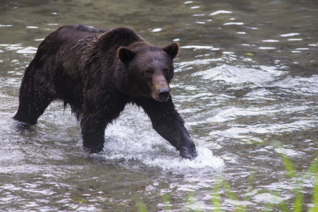 Grizzly bear