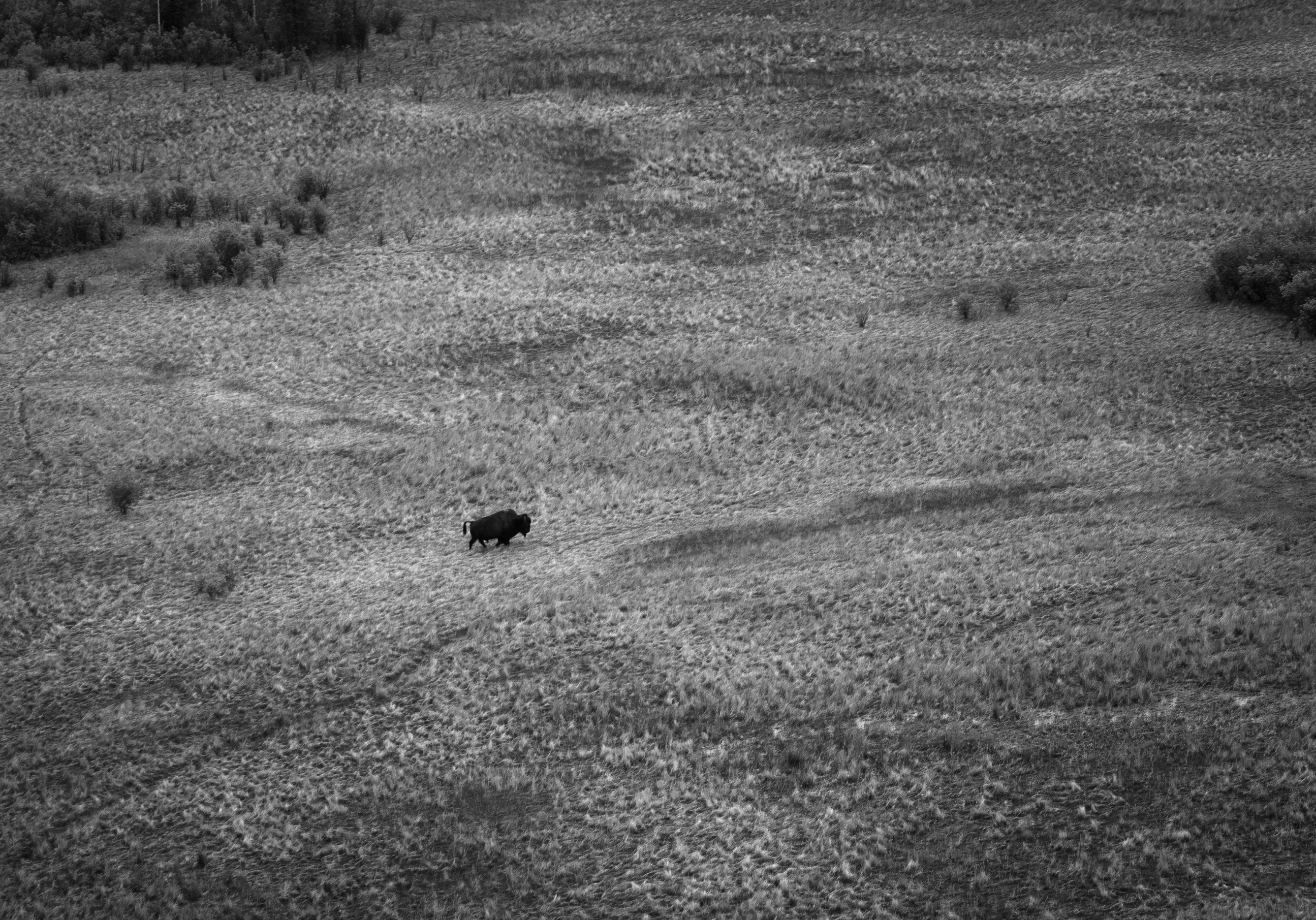 Lone bull bison crossing a field in Wood Buffalo National Park.