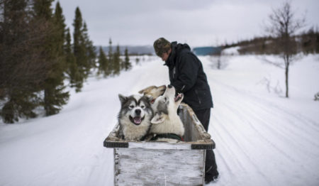 Sled dogs Ron Pottle Jr