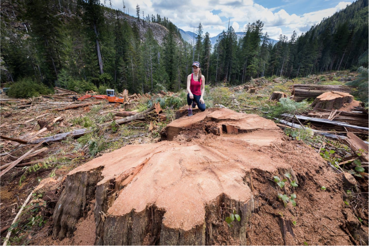 Fires And Flooding: How B.C.'s Forest Policies Collide With Climate ...