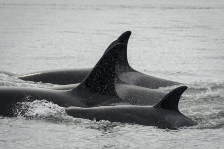 photo of southern resident killer whales off San Juan Island