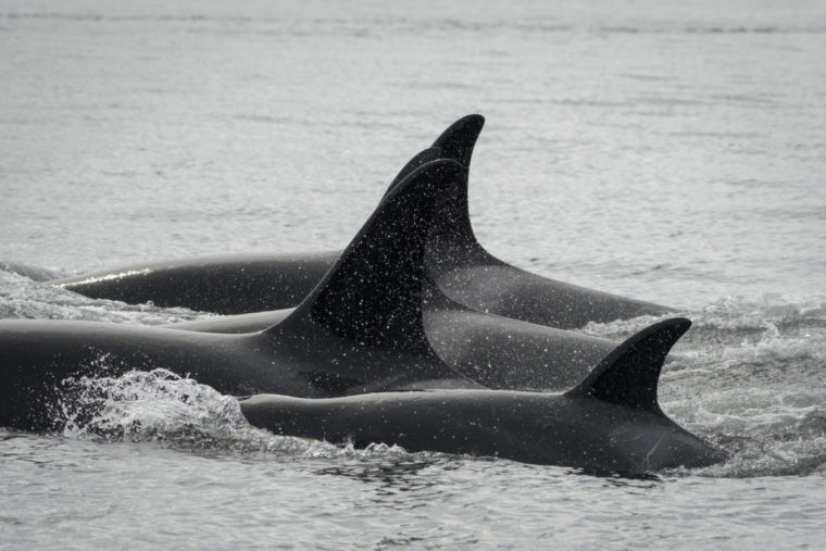 photo of southern resident killer whales off San Juan Island