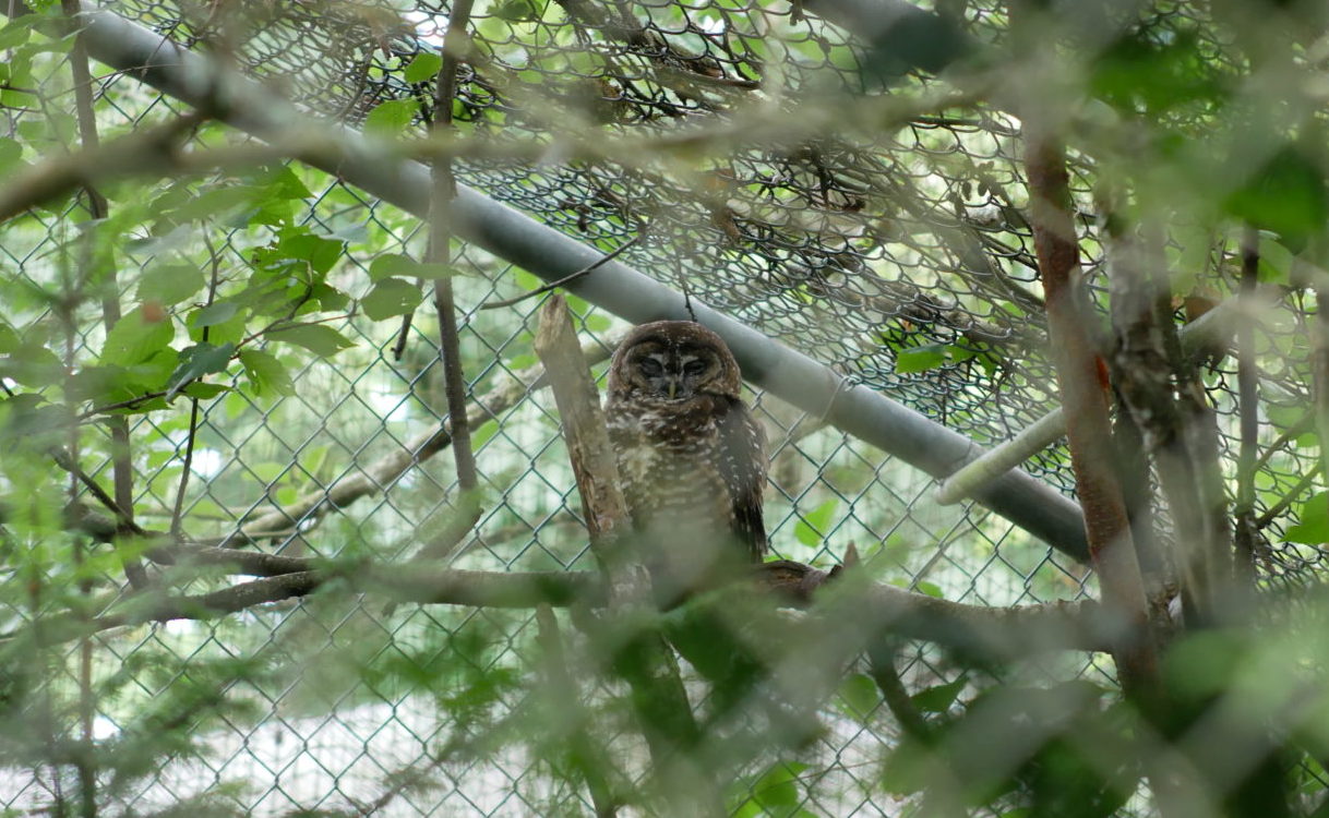 Oregon northern spotted owl
