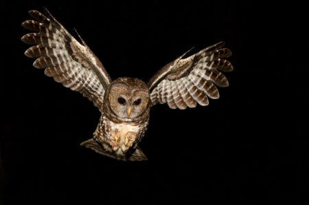 spotted owl