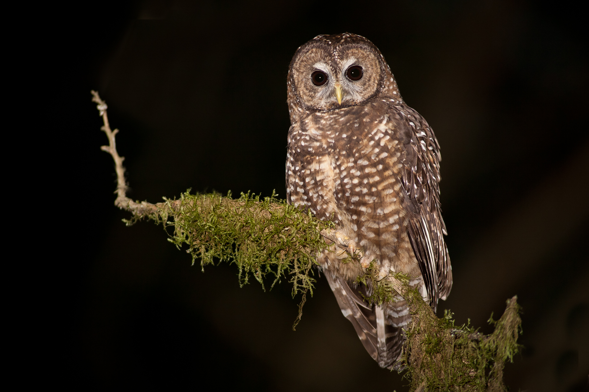 b-c-opens-up-old-growth-spotted-owl-habitat-to-logging-again-the