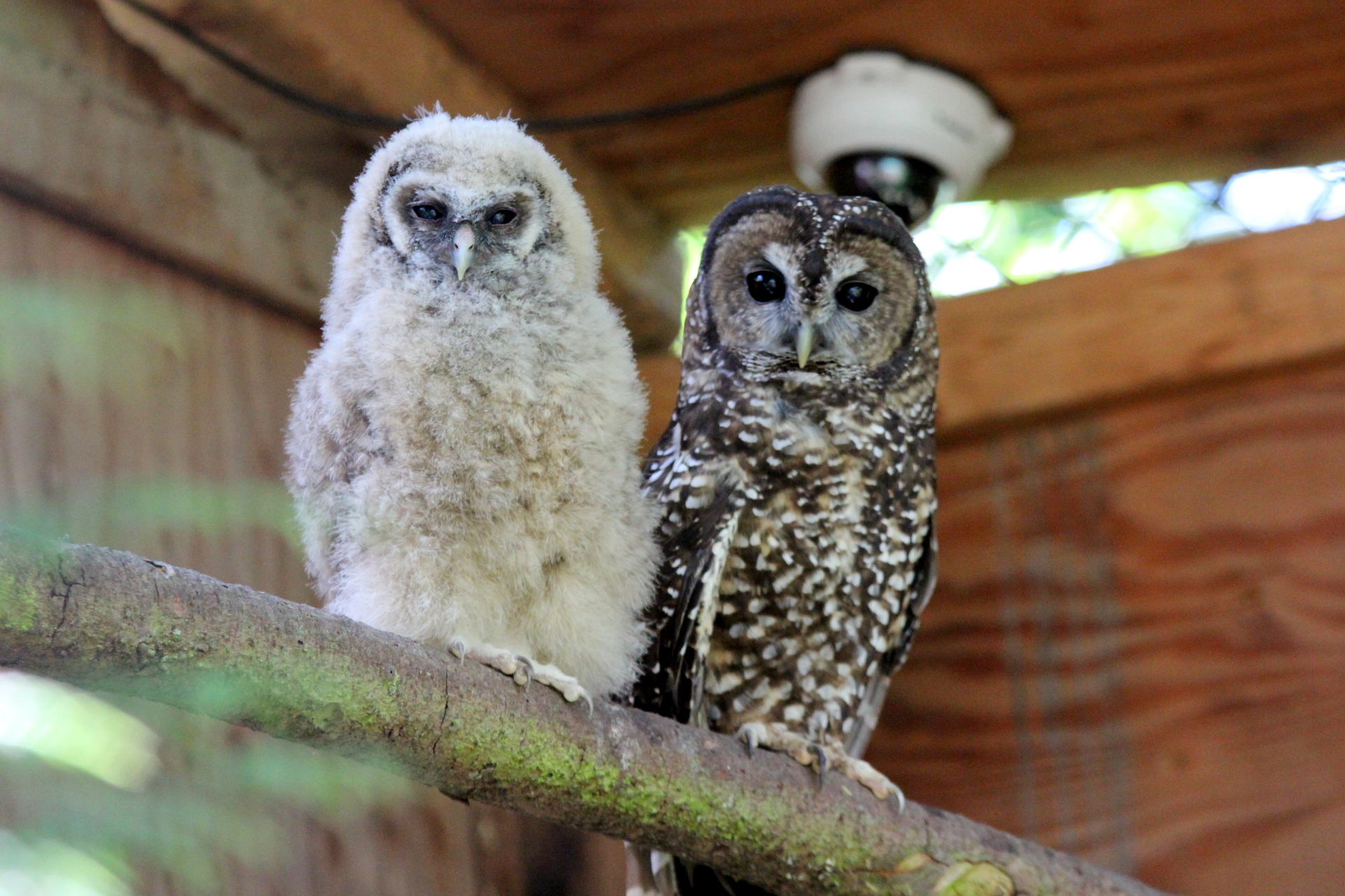 Two spotted owls sitting on a branch in a breeding program