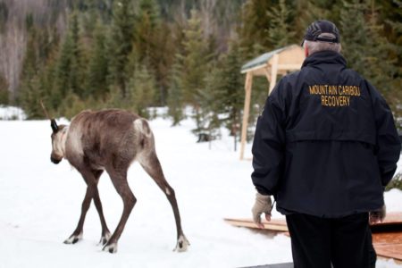 Revelstoke Caribou Penning Project
