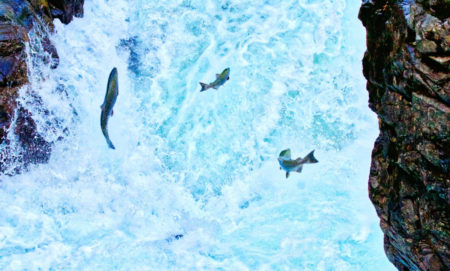 B.C. wild salmon policy