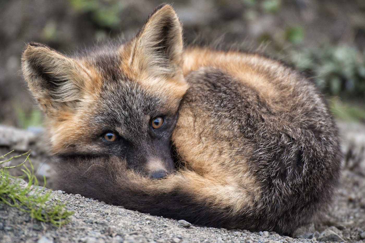 What Animals Live In Canada