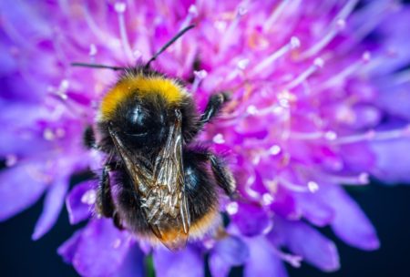 Bumblebee