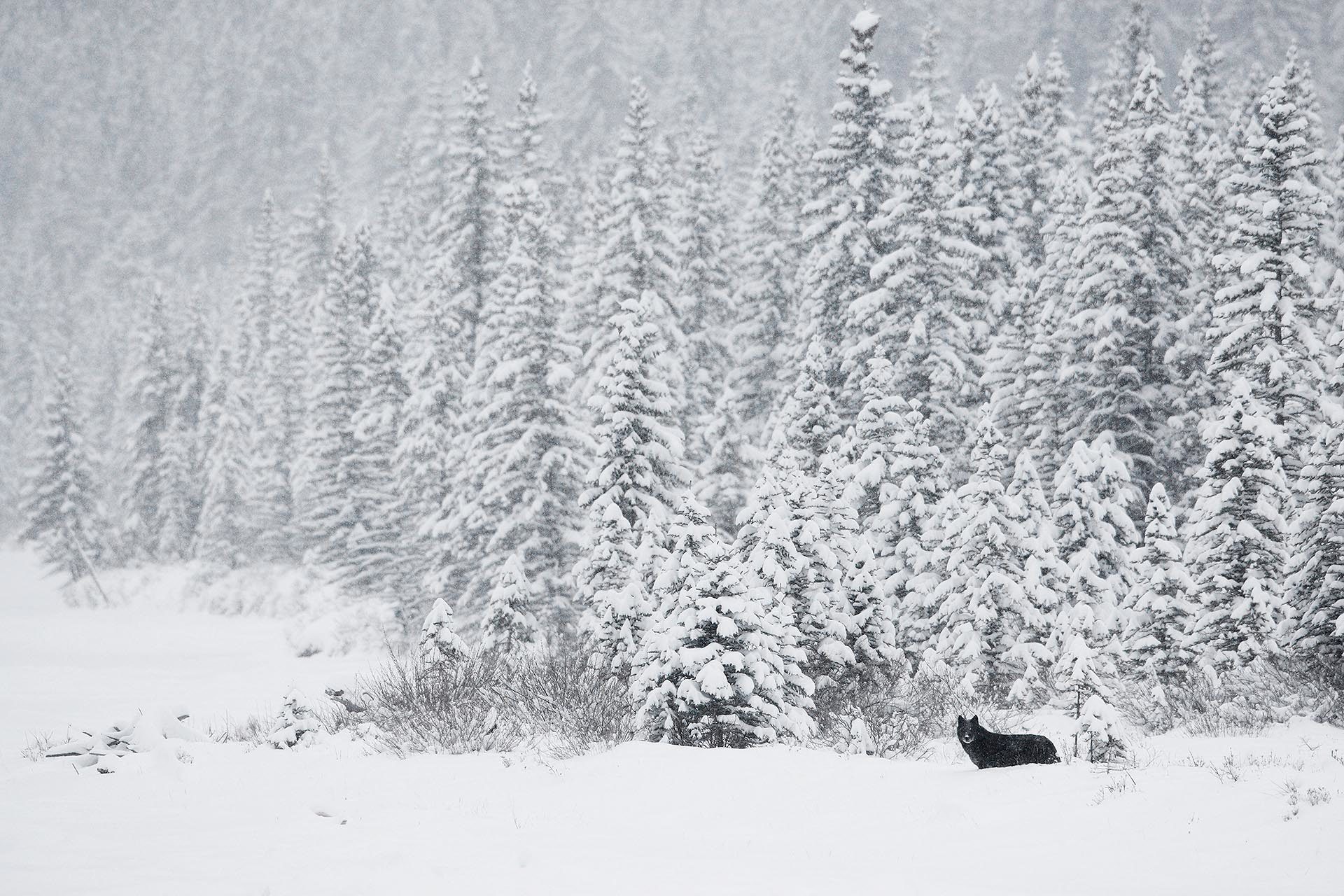 Wild black wolf in a winter snowstorm in the Canadian north.