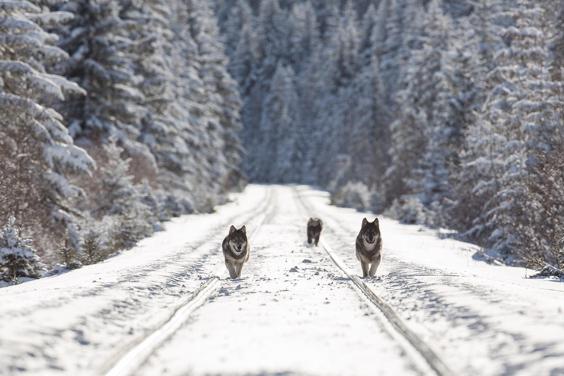 Two Banff National Park Wolf Packs Likely Decimated By