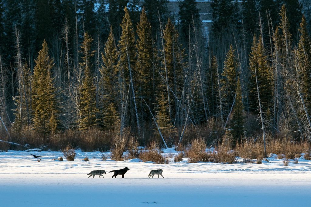 Two Banff National Park wolf packs likely decimated by trappers | The ...