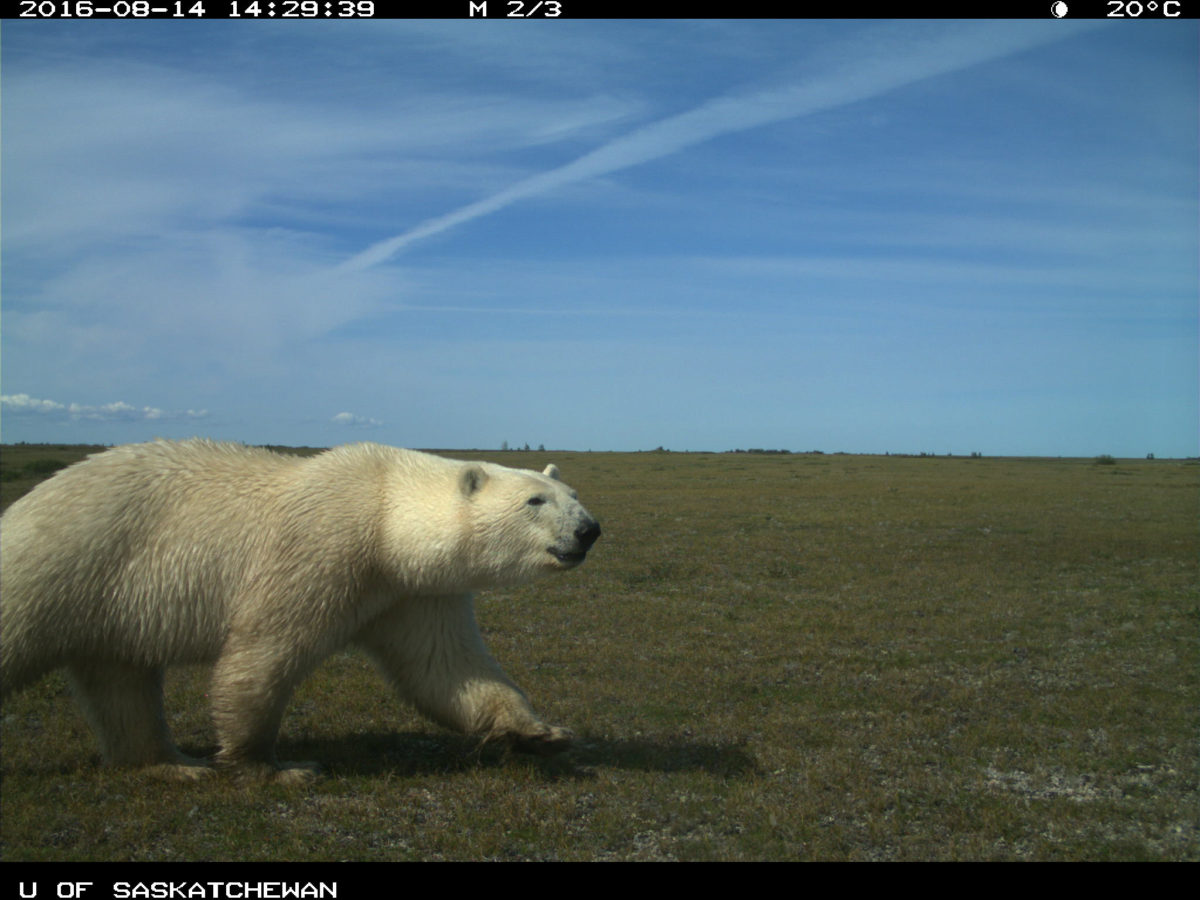 Polar Bear Wapusk National Park