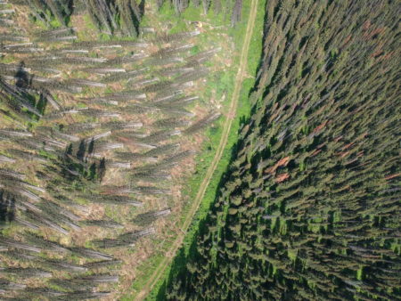 Logging Wells Gray Caribou Habitat