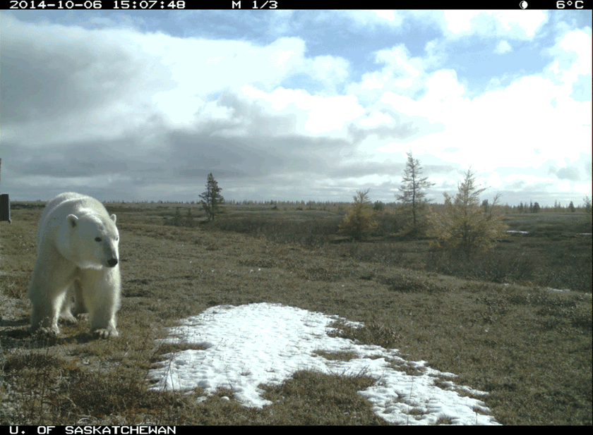Polar bear snacking on snow Wapusk