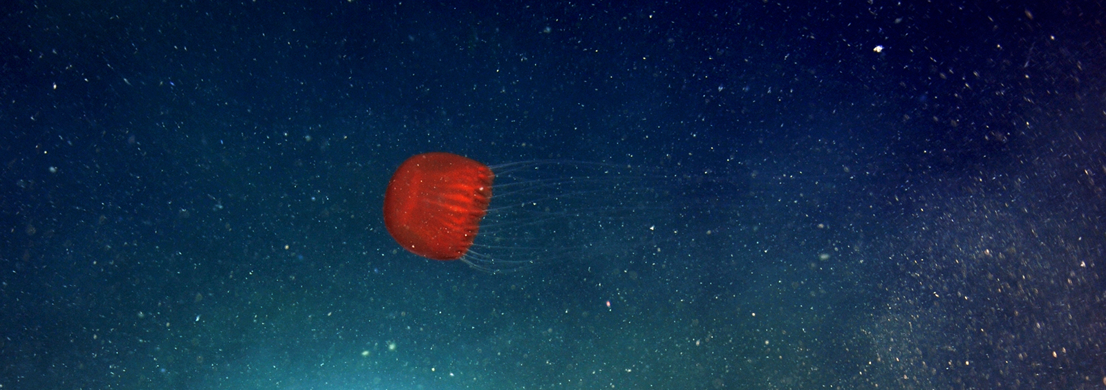 Jellyfish 892 metres deep, Barkley Canyon
