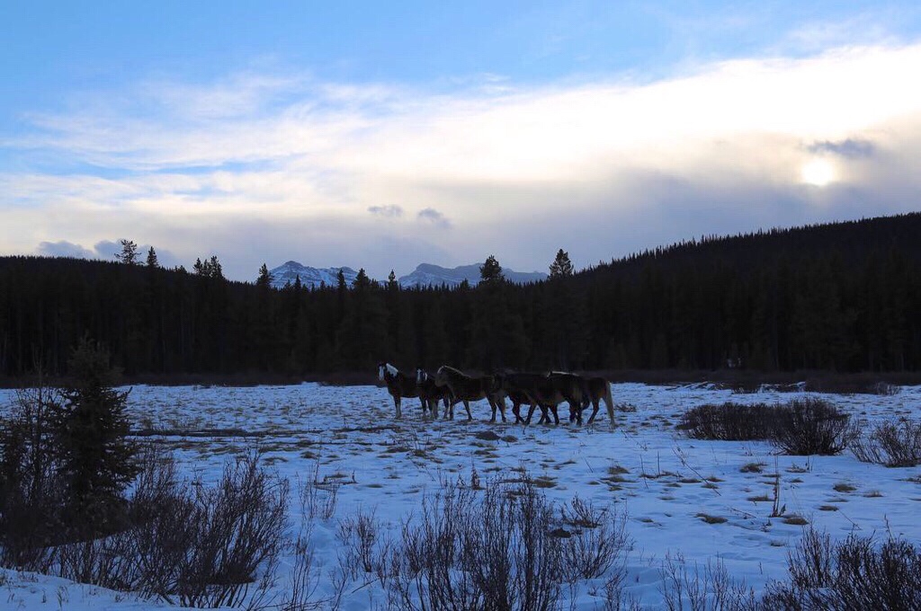 Wild horses Mountain Cree-Smallboy Camp