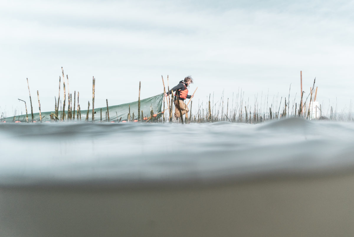 Misty Macduffee drags a net in the Lower Fraser River 