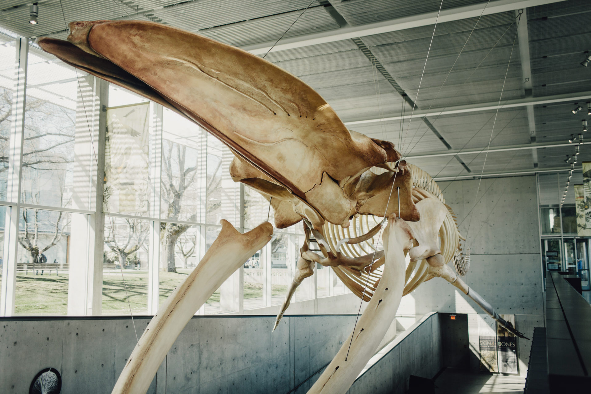 Blue Whale Skeleton Beaty Biodiversity Museum