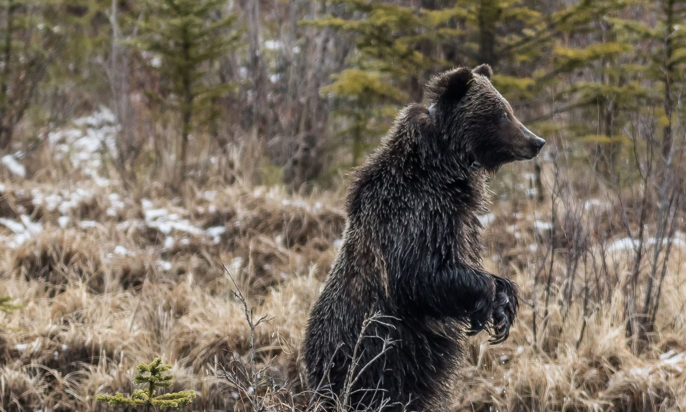 The Bear Necessities: Why Our Forests Need Bears - Nature Canada