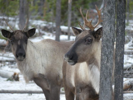 Caribou