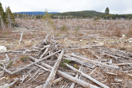 Clearcutting Peachland