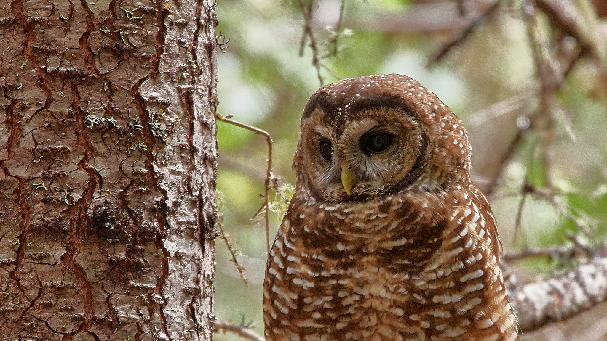 B.C. Spotted Owl