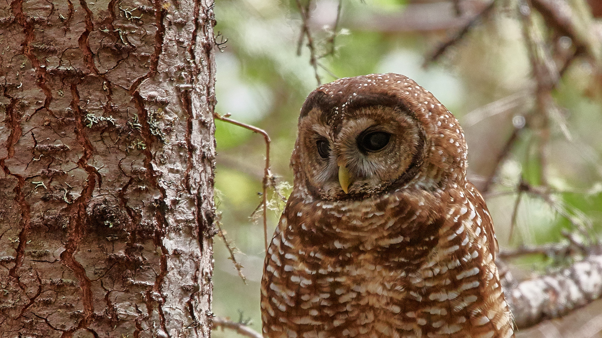 Spotted Owl