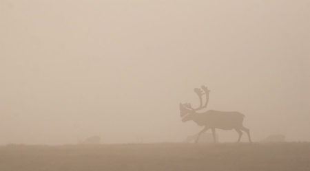 Malkolm Boothroyd Bull Caribou in Fog