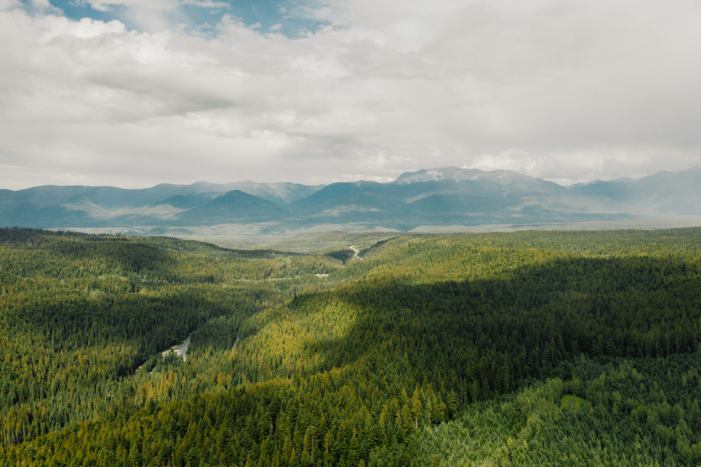 Canada’s forgotten rainforest | The Narwhal