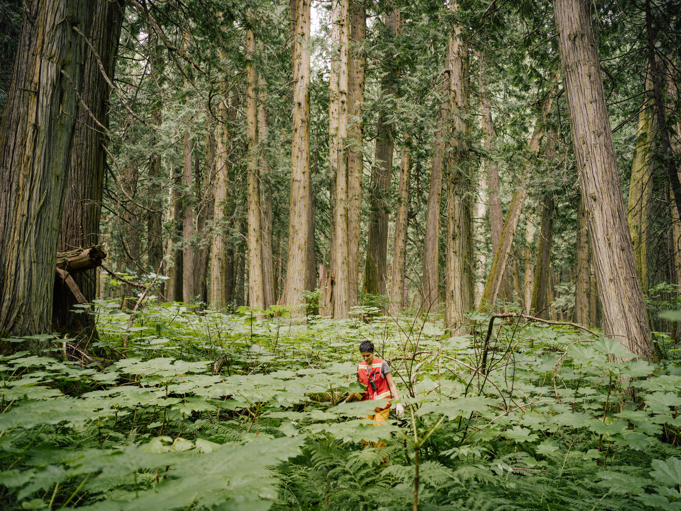 Michelle Connolly surveys old-growth cedars in B.C.'s inland temperate rainforest