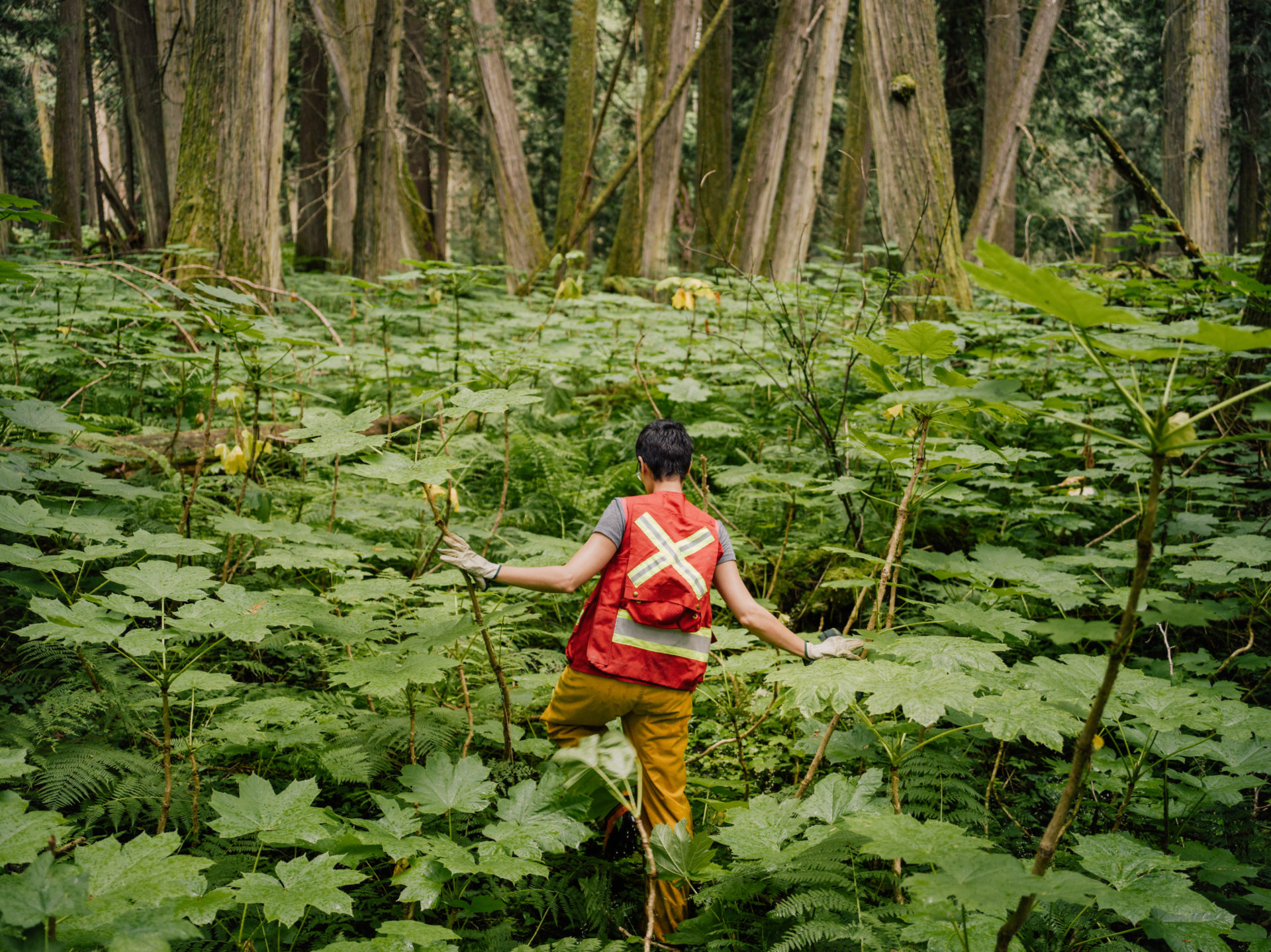 Michelle Connolly in cedar old growth forest