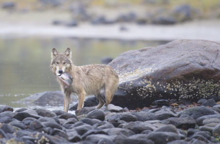 A coastal wolf. Photo: Klaus Pommerenke