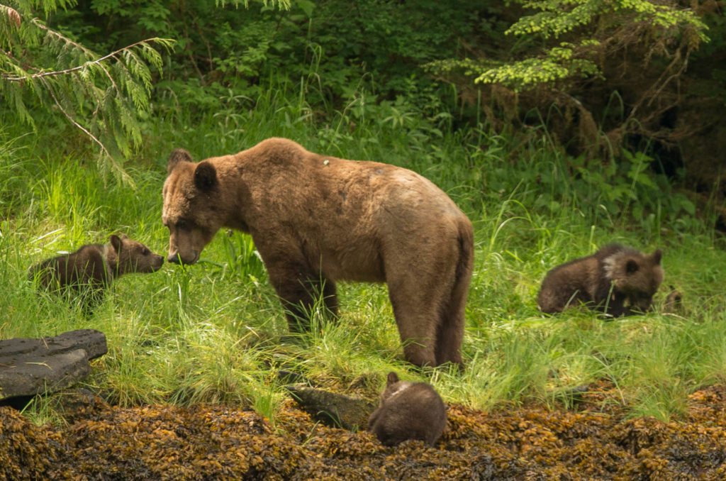 Two grizzly cubs run over and killed in B.C.’s Great Bear Rainforest ...