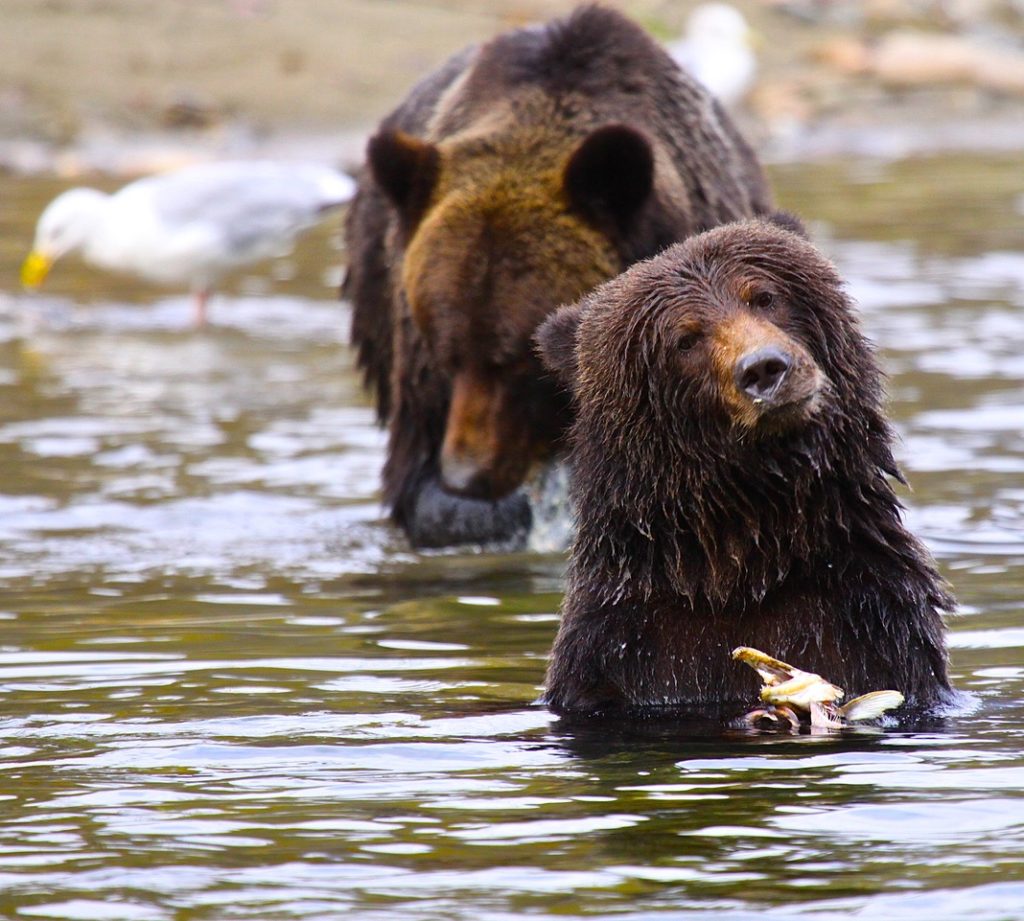 Two grizzly cubs run over and killed in B.C.’s Great Bear Rainforest ...