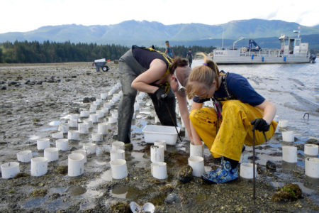 Geoduck Deep Bay Baynes Sound