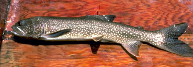 Starving lake trout